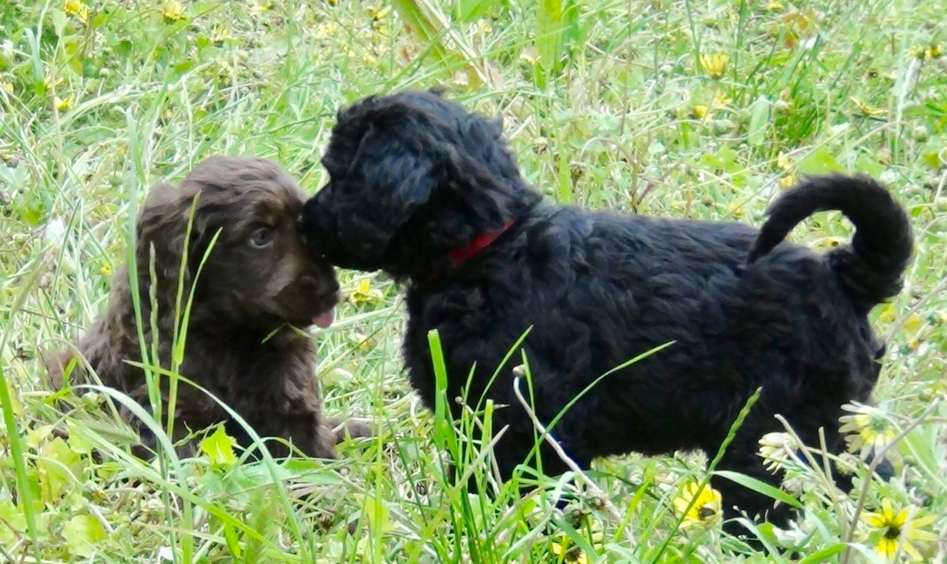 puppies playing in paddock.jpg