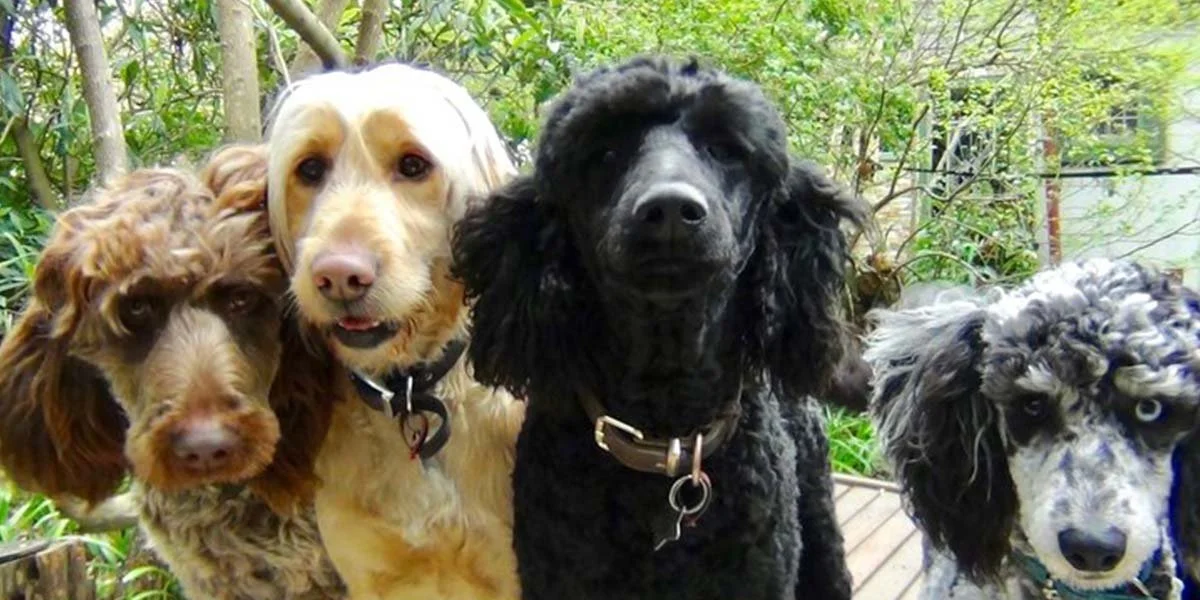 Thinking of a Groodle? Here's What You Need to Know