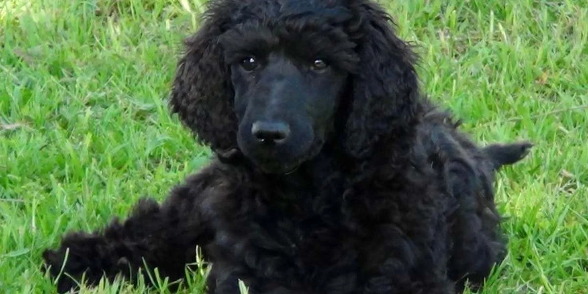 What is a Groodle? - Unveiling the Adorable Mix: Golden Retriever + Poodle 
