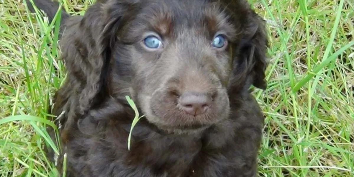 Raising a Groodle Puppy: A Guide for New Owner