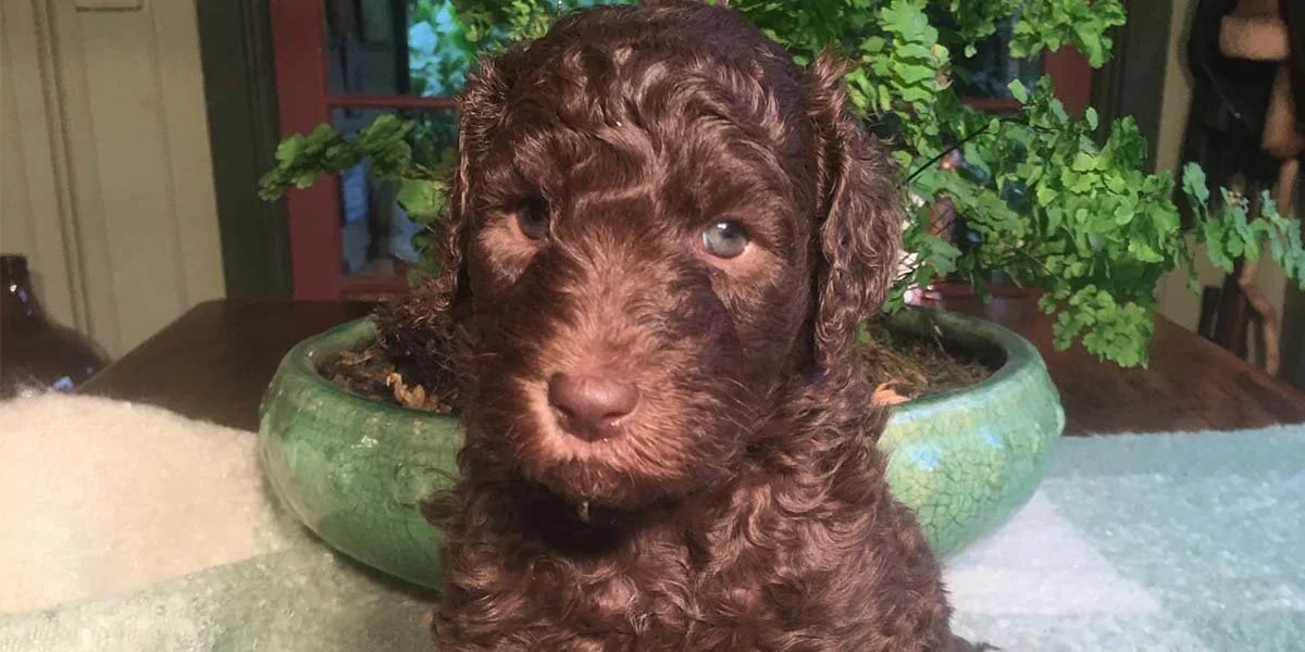 The Poodle: From Water Retriever to Beloved Family Friend - A Look at History and Temperament