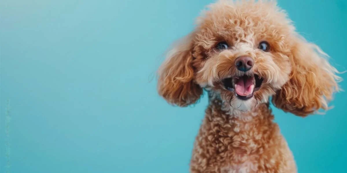 Poodle Care: Keeping Your Little Pup Looking Fabulous