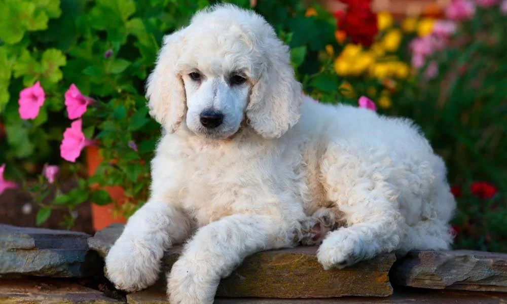 Bringing Home a Standard Poodle Puppy: Everything You Need to Know