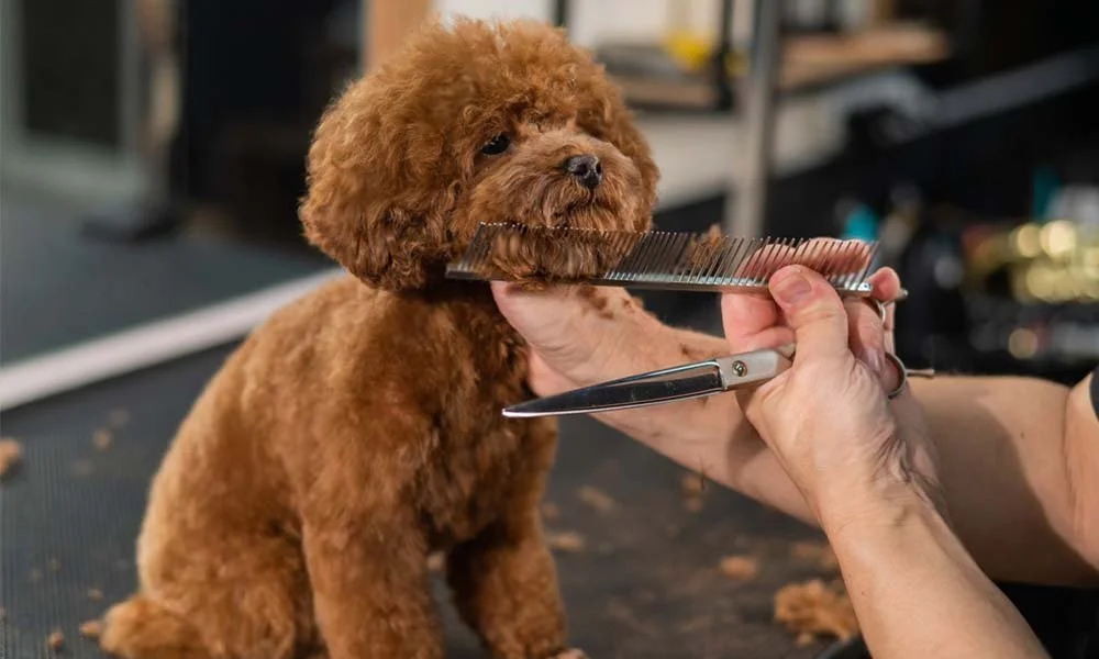 Poodle Grooming: A Complete Guide to Grooming Your Standard Poodle at Home