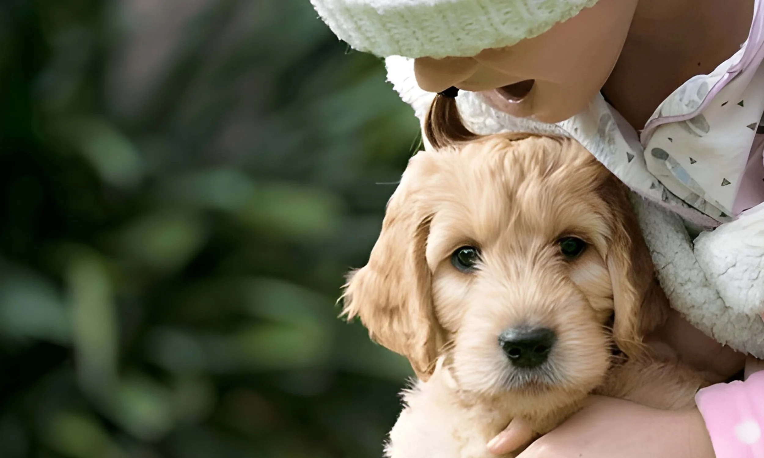 Keeping Your Groodle Groovy: Common Health Concerns and Care