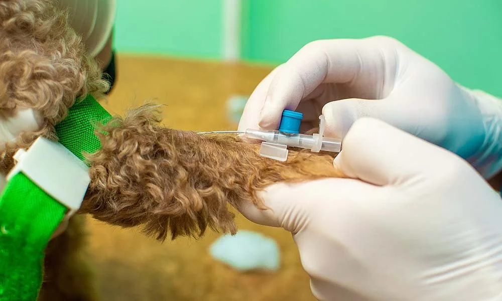 Why DNA Health Testing is Crucial in Groodle Breeding