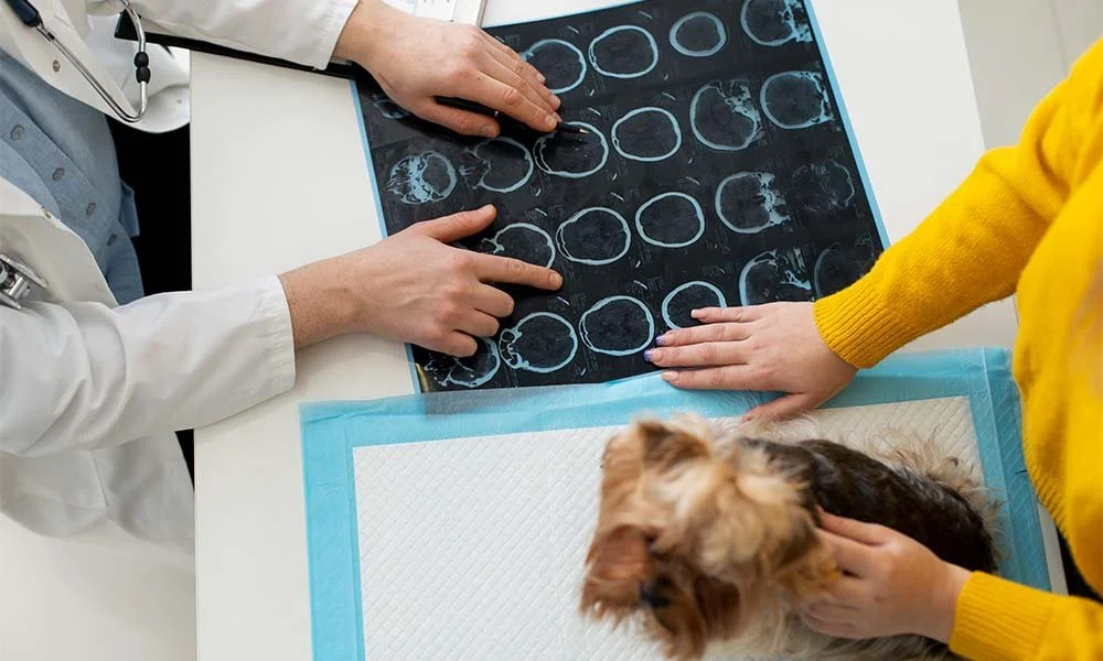 What Are PennHip X-rays and Why Are They Important?