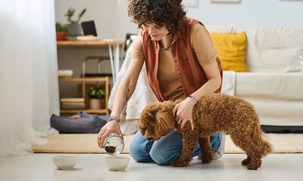 Puppy-Proofing Your Home: Tips for New Groodle Owners