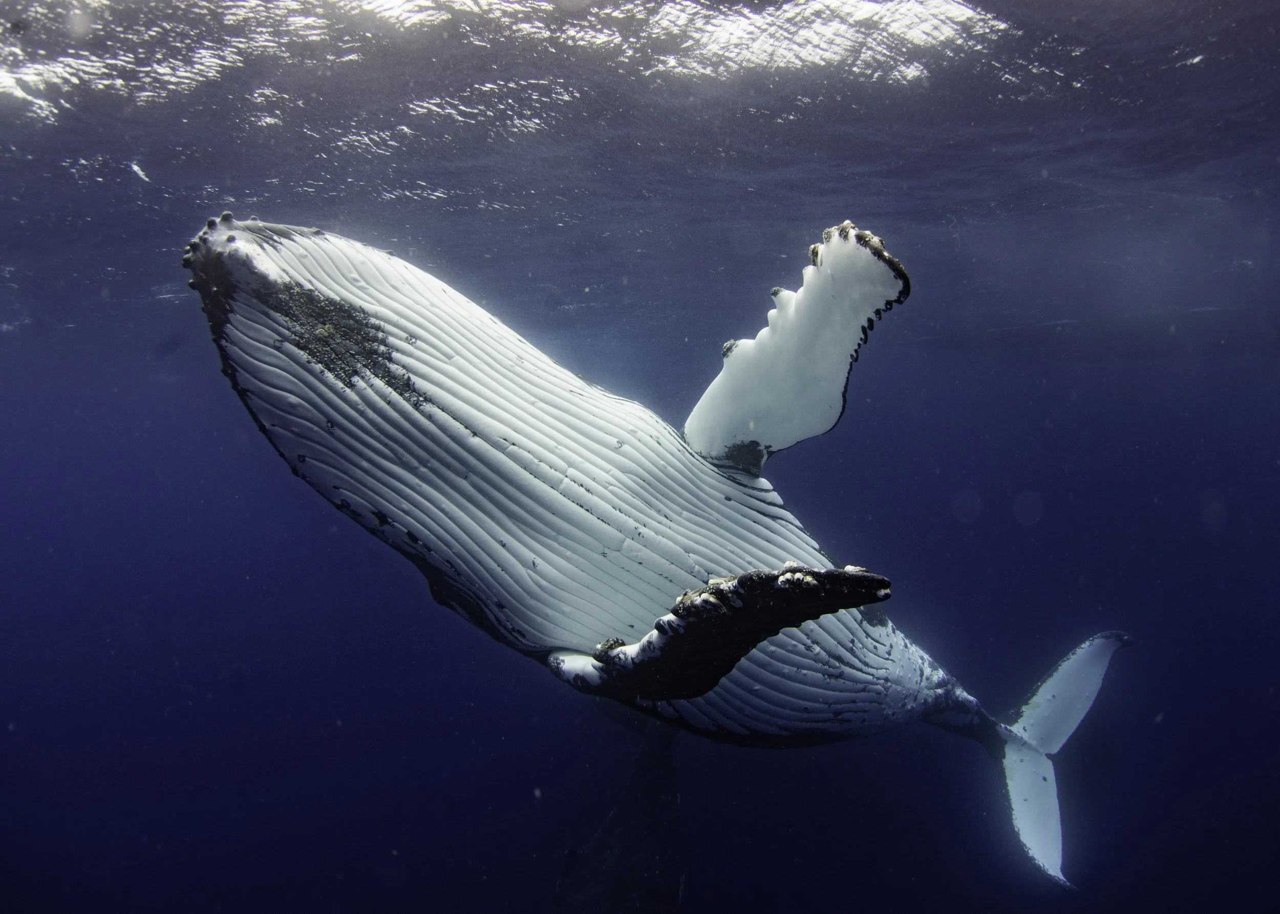 Whale Hug 2.jpg