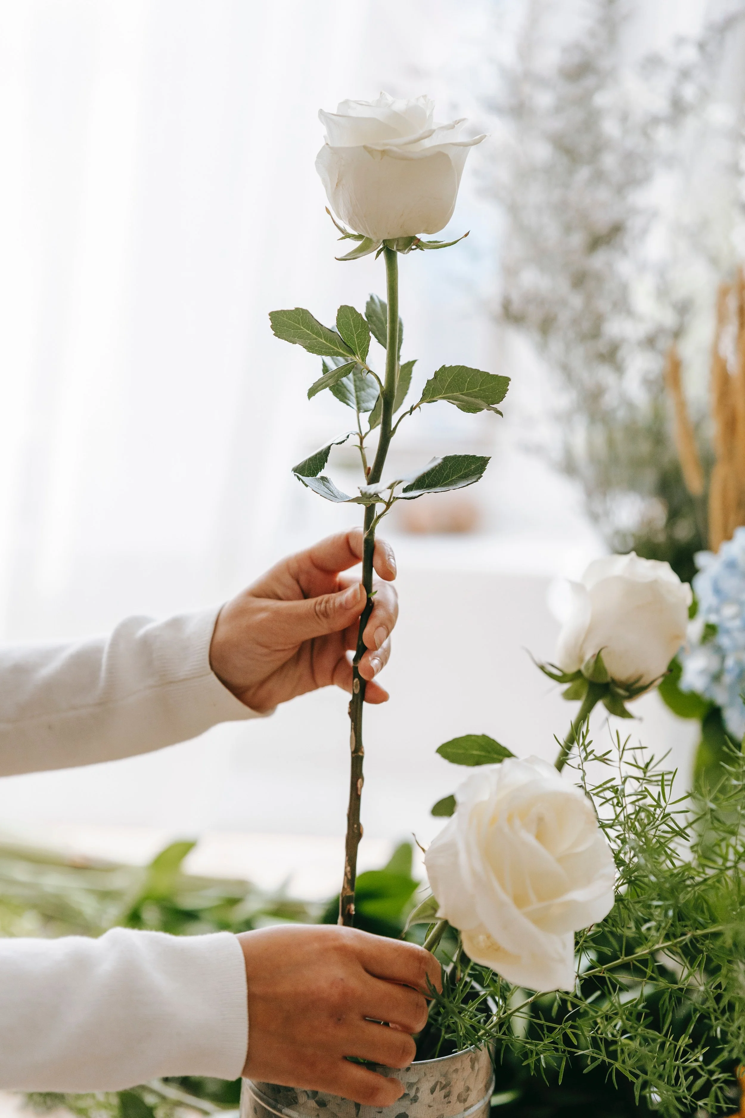 A florist holding up a white rose