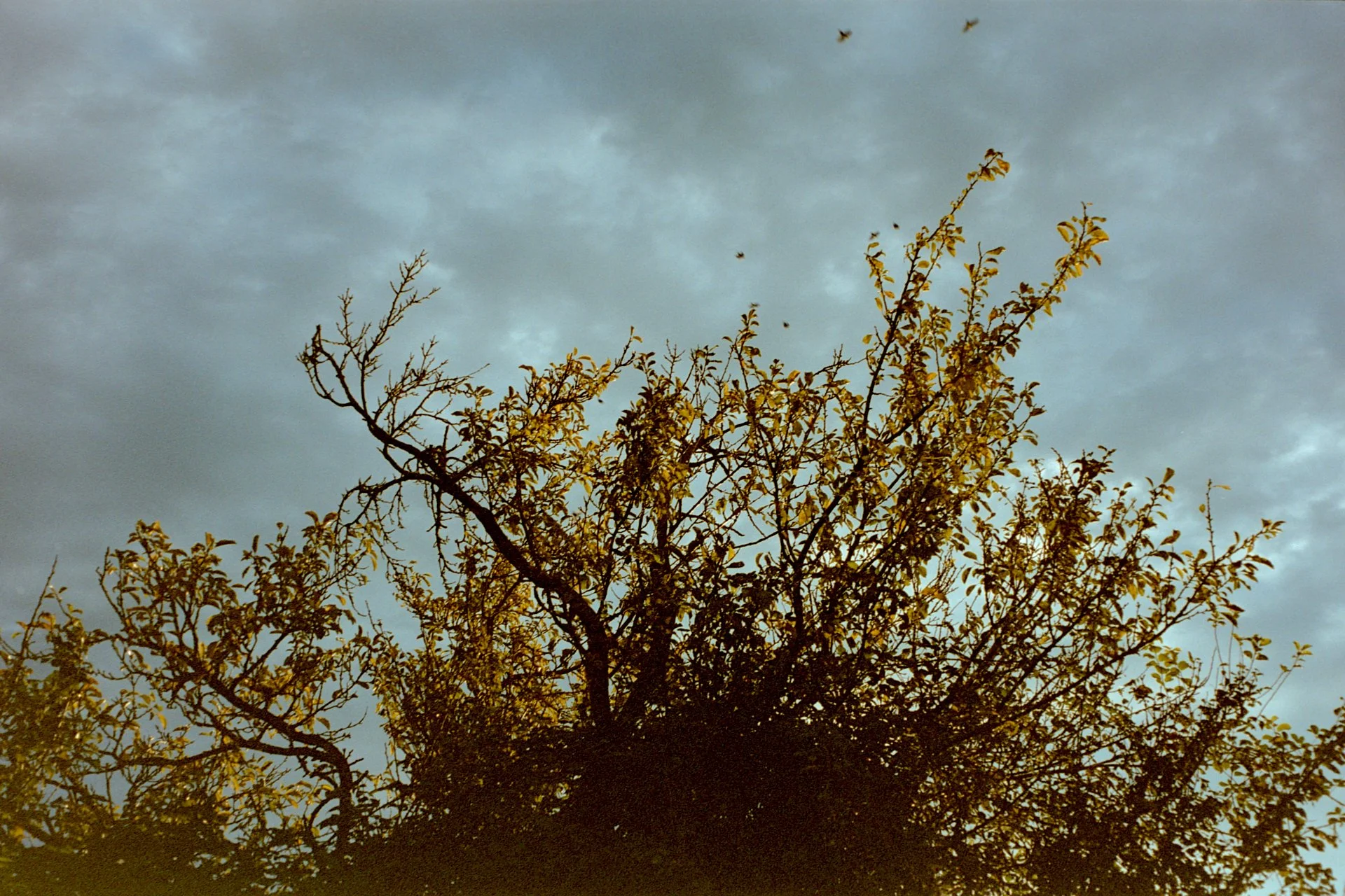 Argentique 03115.jpg