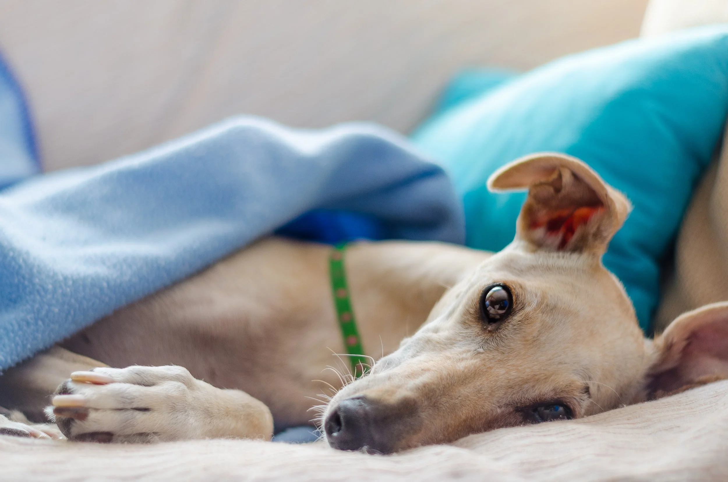 The future of greyhound racing in Scotland