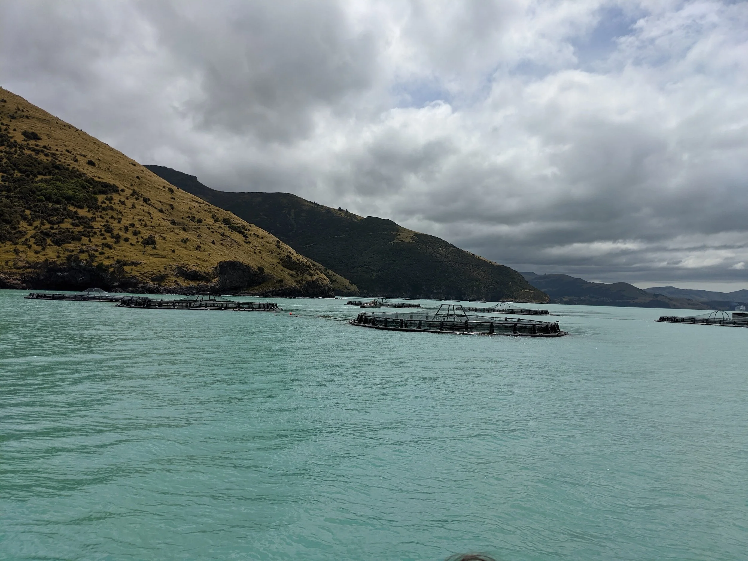 Scottish Salmon: The Loch Long Saga Continues…