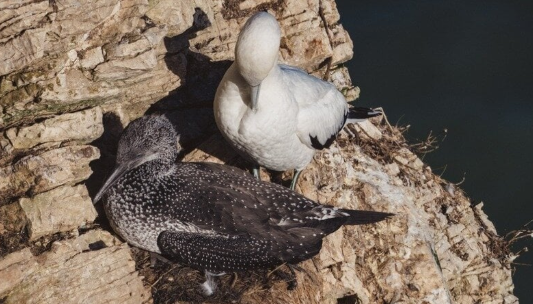 Help End the Guga Hunt In Scotland 