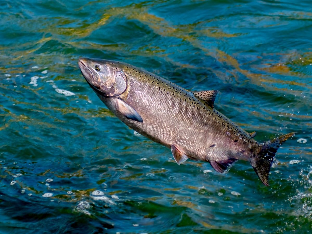 Organic salmon farms attempt to evade public scrutiny