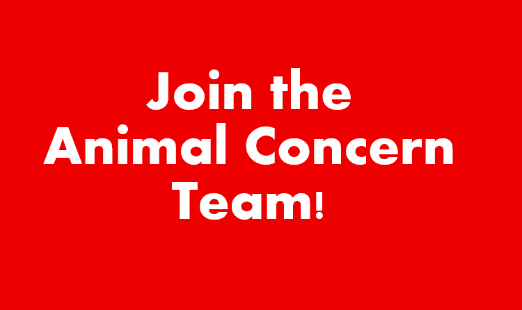 Animal Concern Now  Recruiting New Trustees