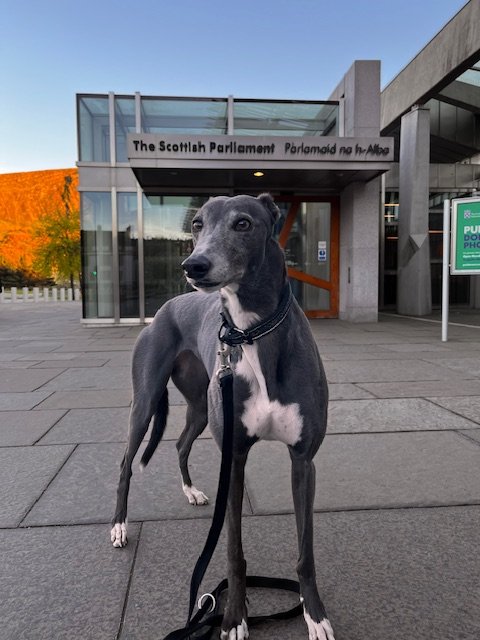 MAJOR WIN: Bill to ban greyhound racing passes Stage One!