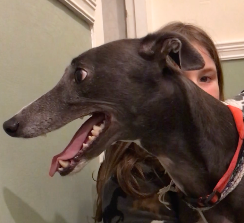 The Fight Against Fireworks: Latest Updates.