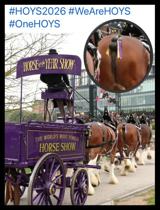 “Guidance” Not Good Enough for Equine Welfare