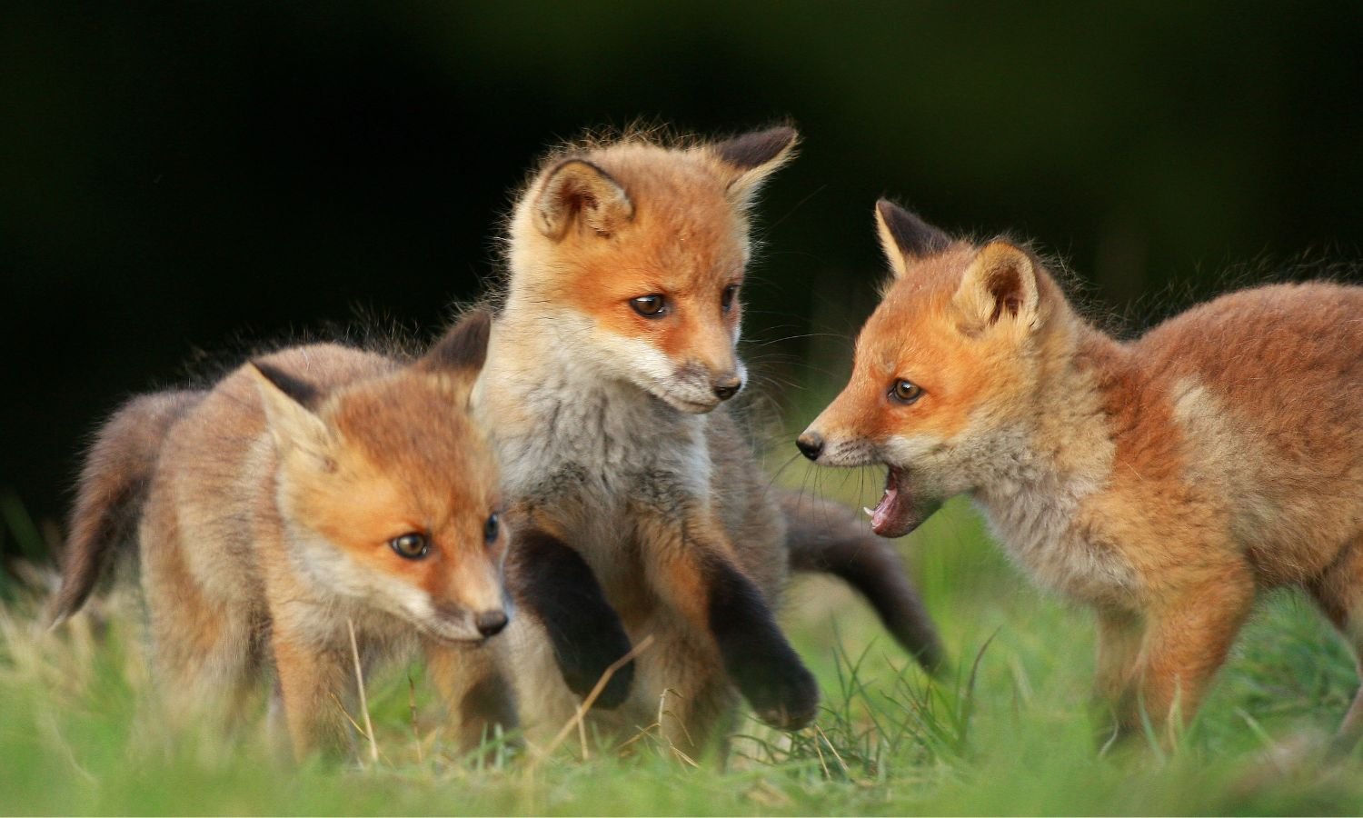 League Against Cruel Sports leads petition to end fox hunting