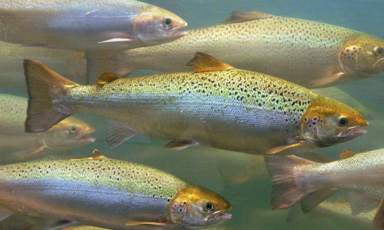 Soil Association ordered to release organic salmon inspection reports