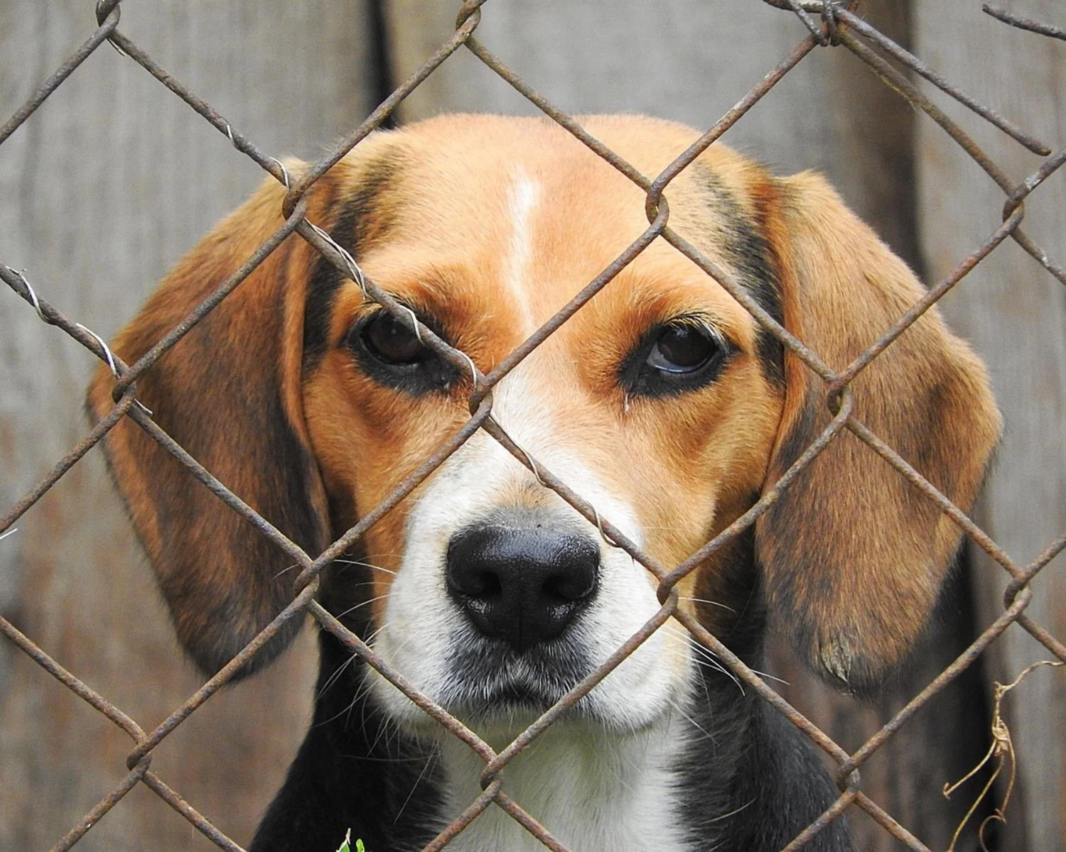 TAKE ACTION: Sign the petition to end testing on dogs and other animals