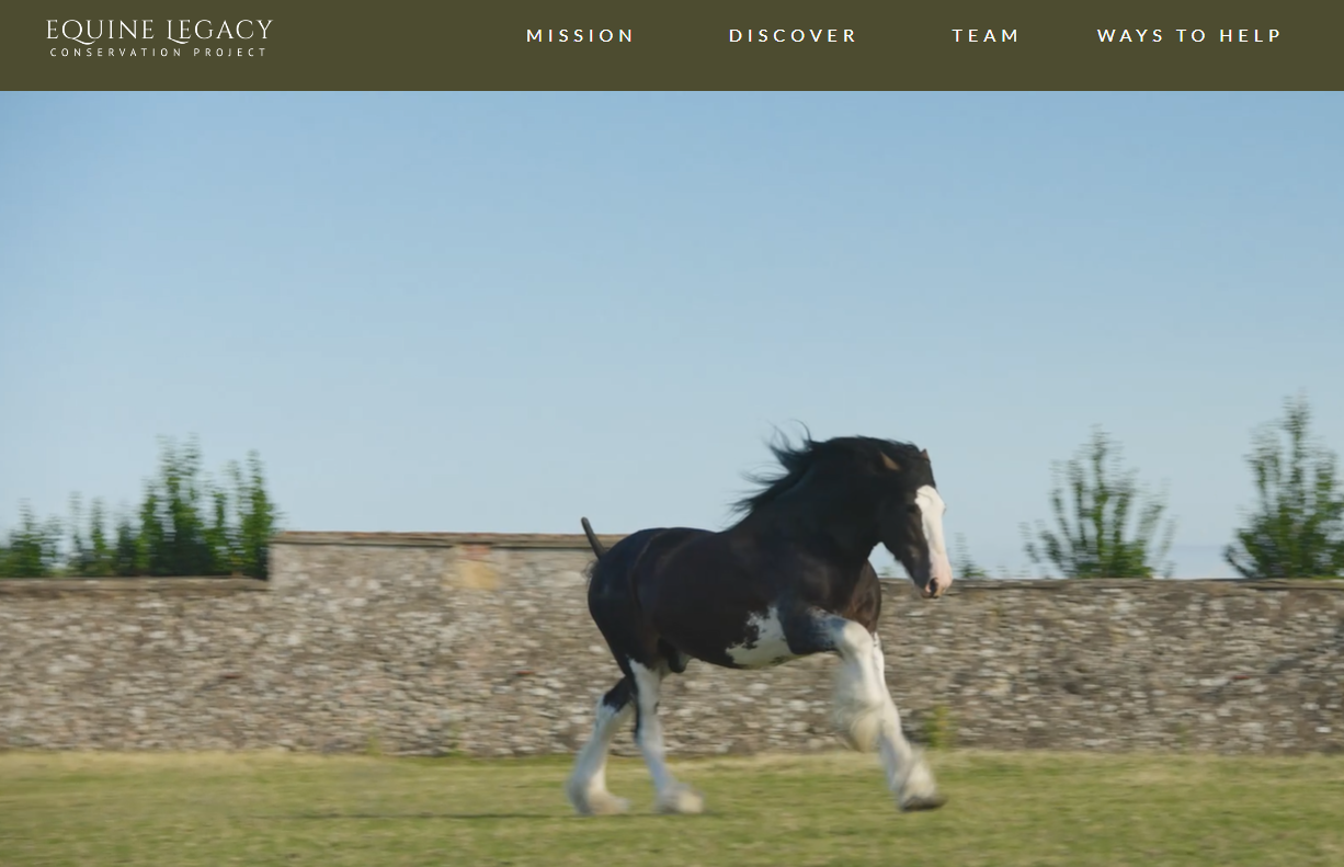 Preserving the future of Heavy Horses, but what about their rights?