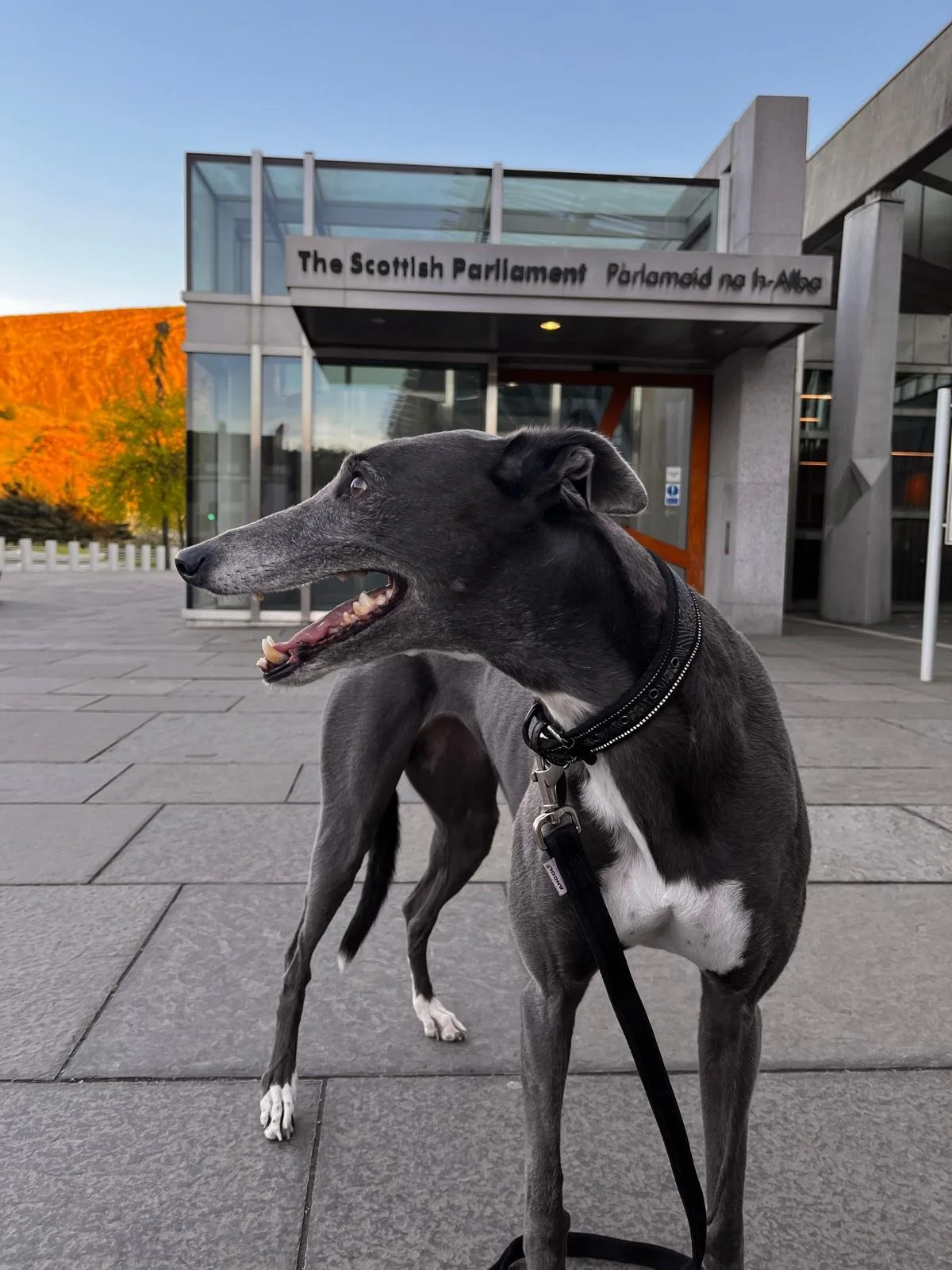 It’s Official: Scotland passes Bill to ban greyhound racing!