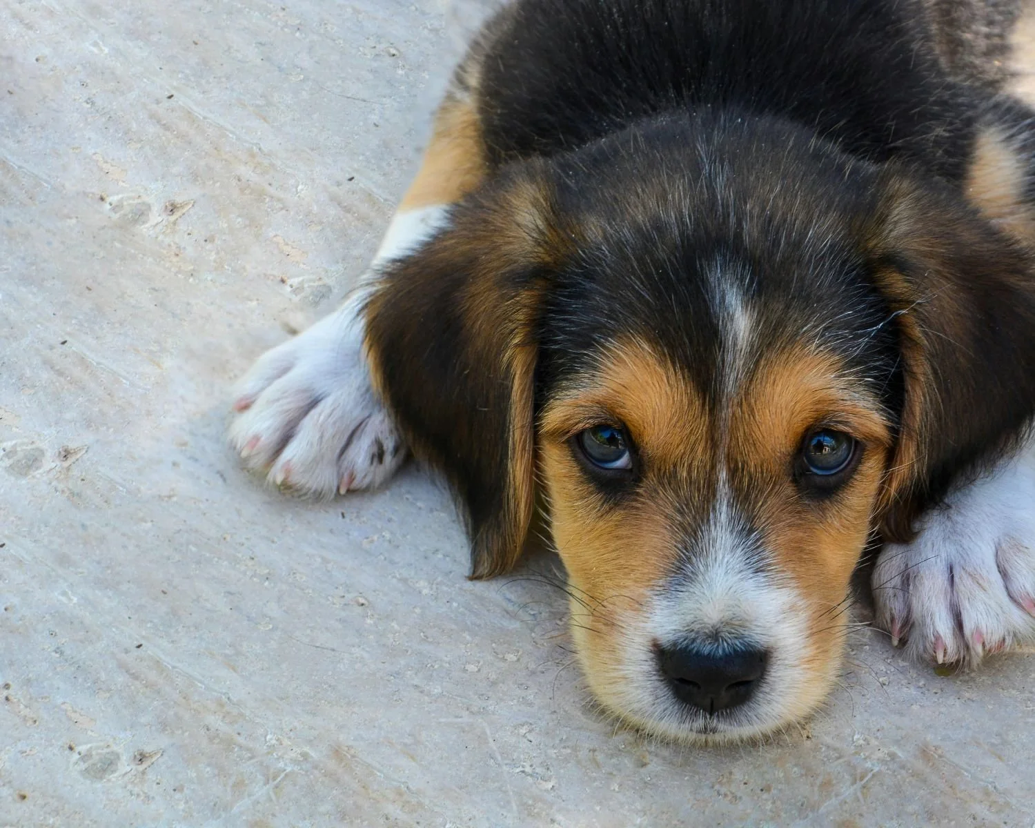 Today is National Puppy Day!