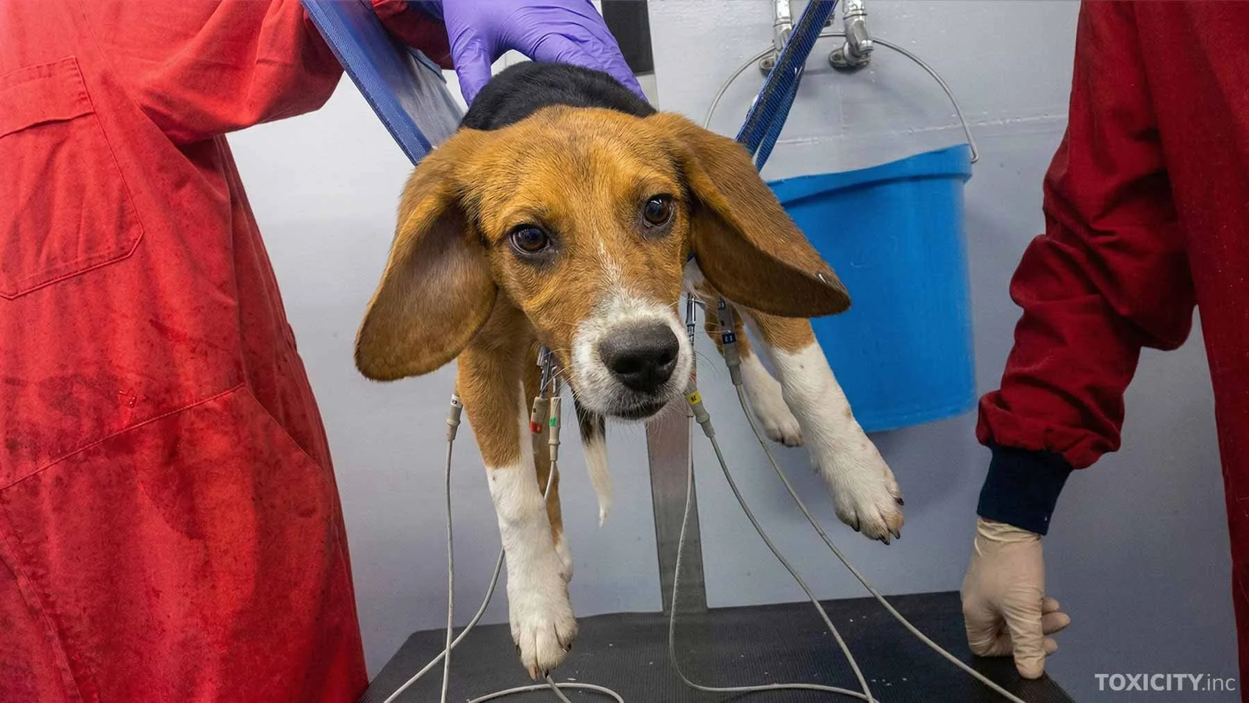 Shocking new evidence shows cruel animal toxicity testing in the UK