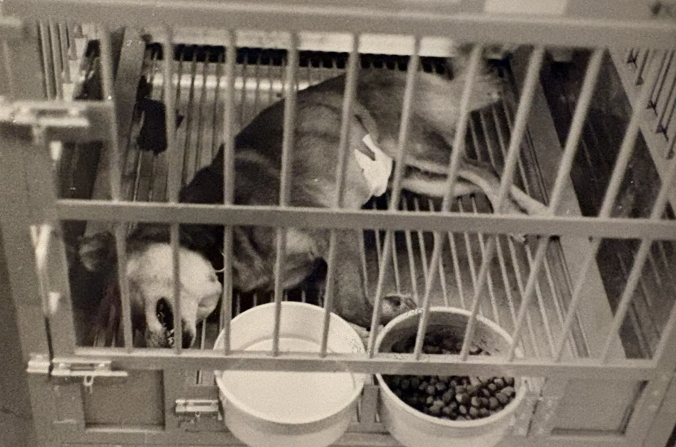 World Day for Laboratory Animals 2026