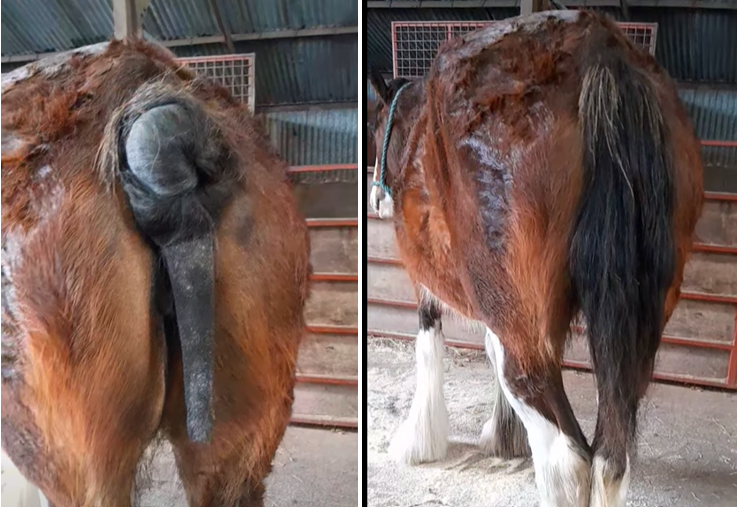 Contradicting Arguments on Shaving Clydesdales Tails,‍ and why Guidance will not be enough