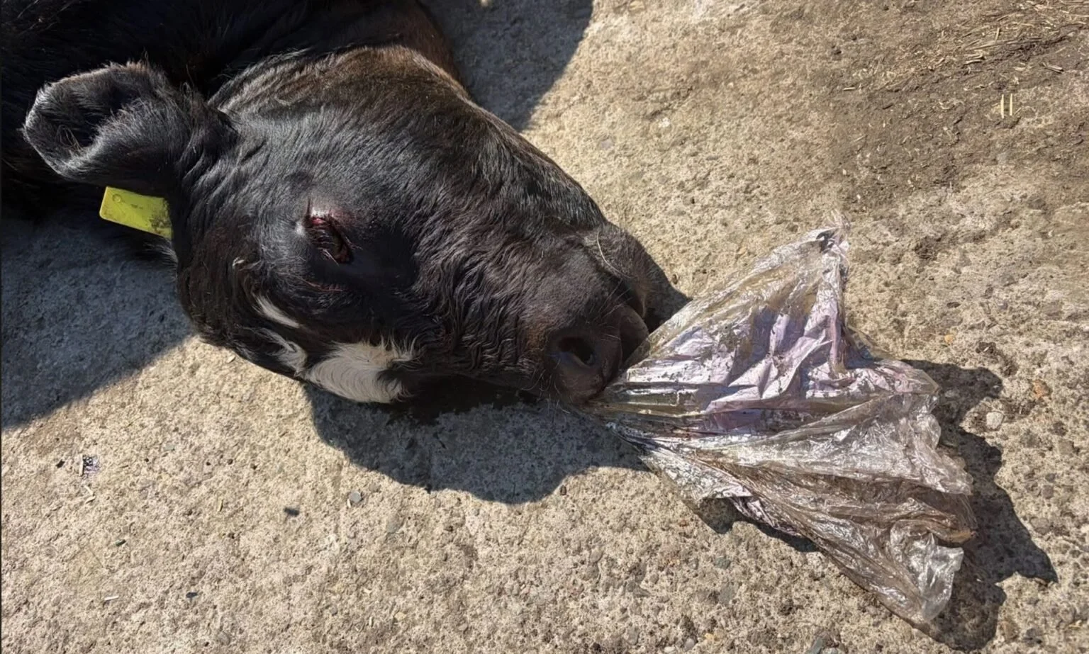 3 month old calf chokes to death on helium balloon at Dalgety Bay farm