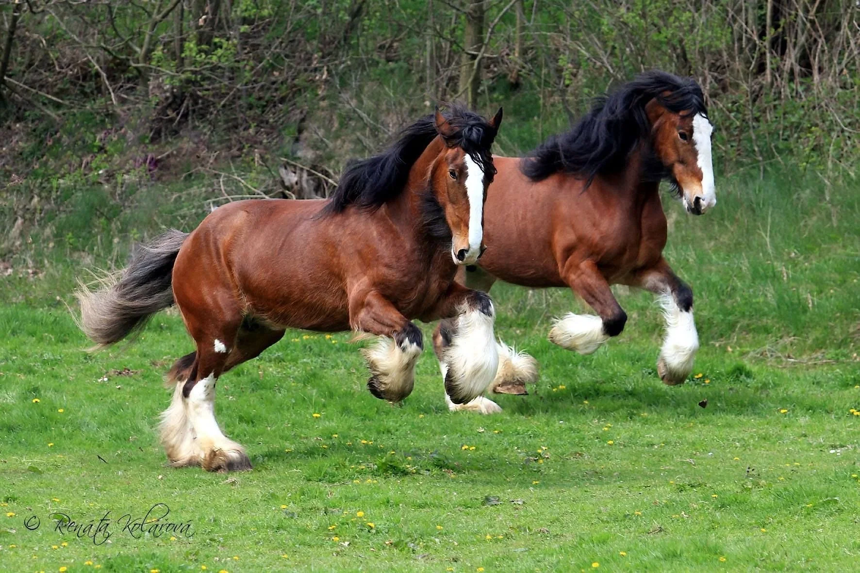 Newly Published Equine Guidance; a win for heavy horses!