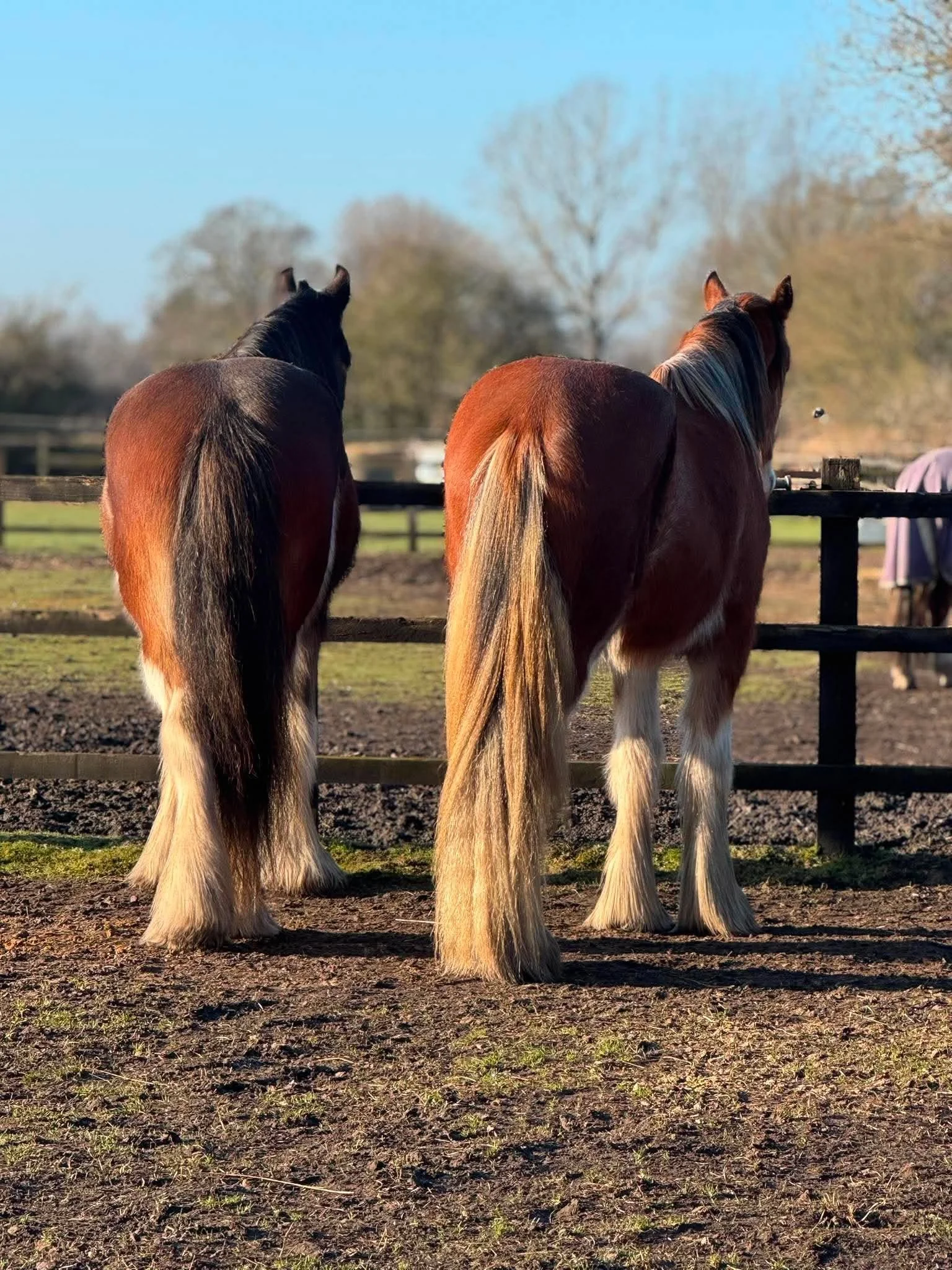 Newly Published Equine Guidance; a win for heavy horses!