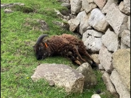 Starving Sheep of St Kilda