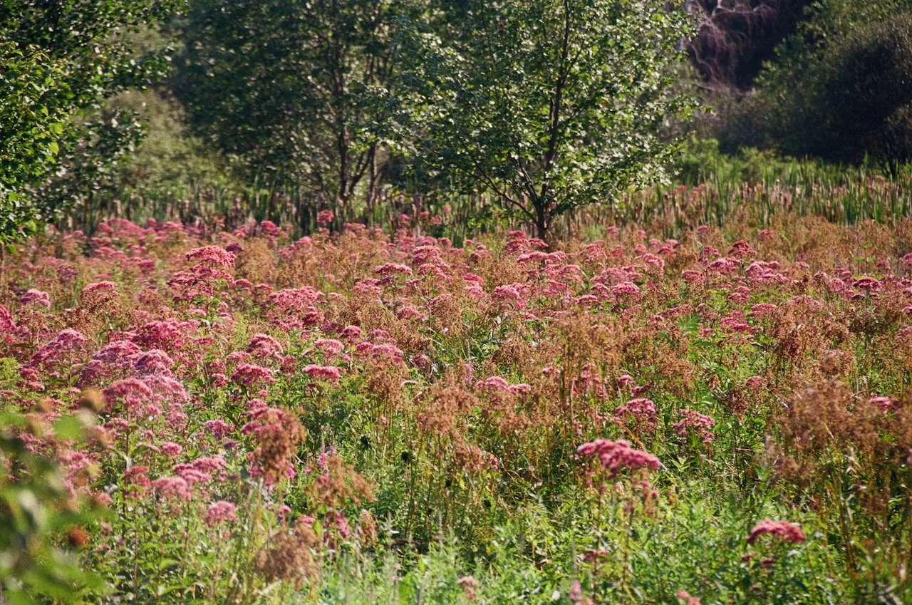 000052980029-250812-arlington-meadows-500-f5.6-135mm-purple-flowers-in-field.jpeg