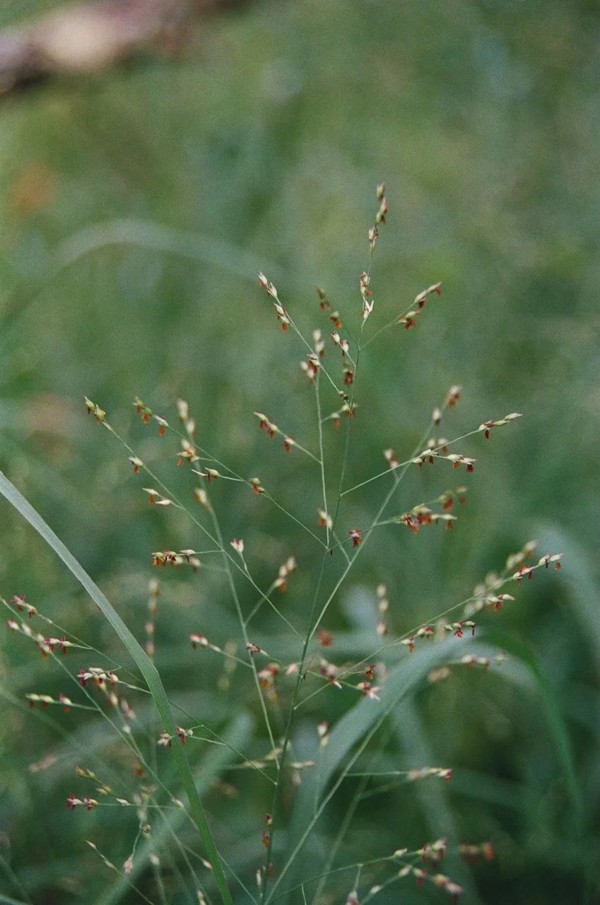 000052980014-250812-arlington-meadows-125-f4-60mm-grass-macro-1to4.jpeg