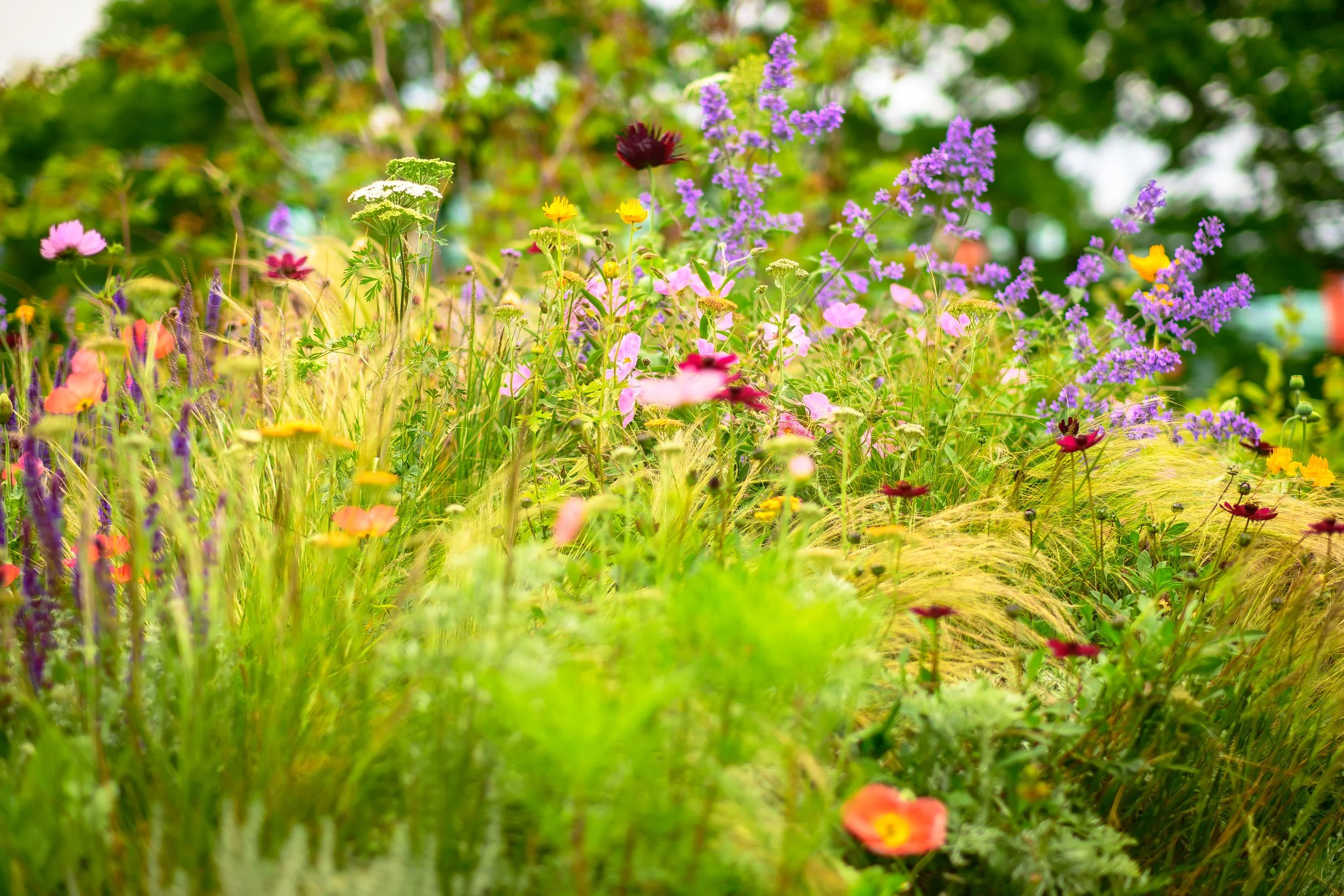 Colorful wildflowers growing in a lush green meadow with trees in the background.