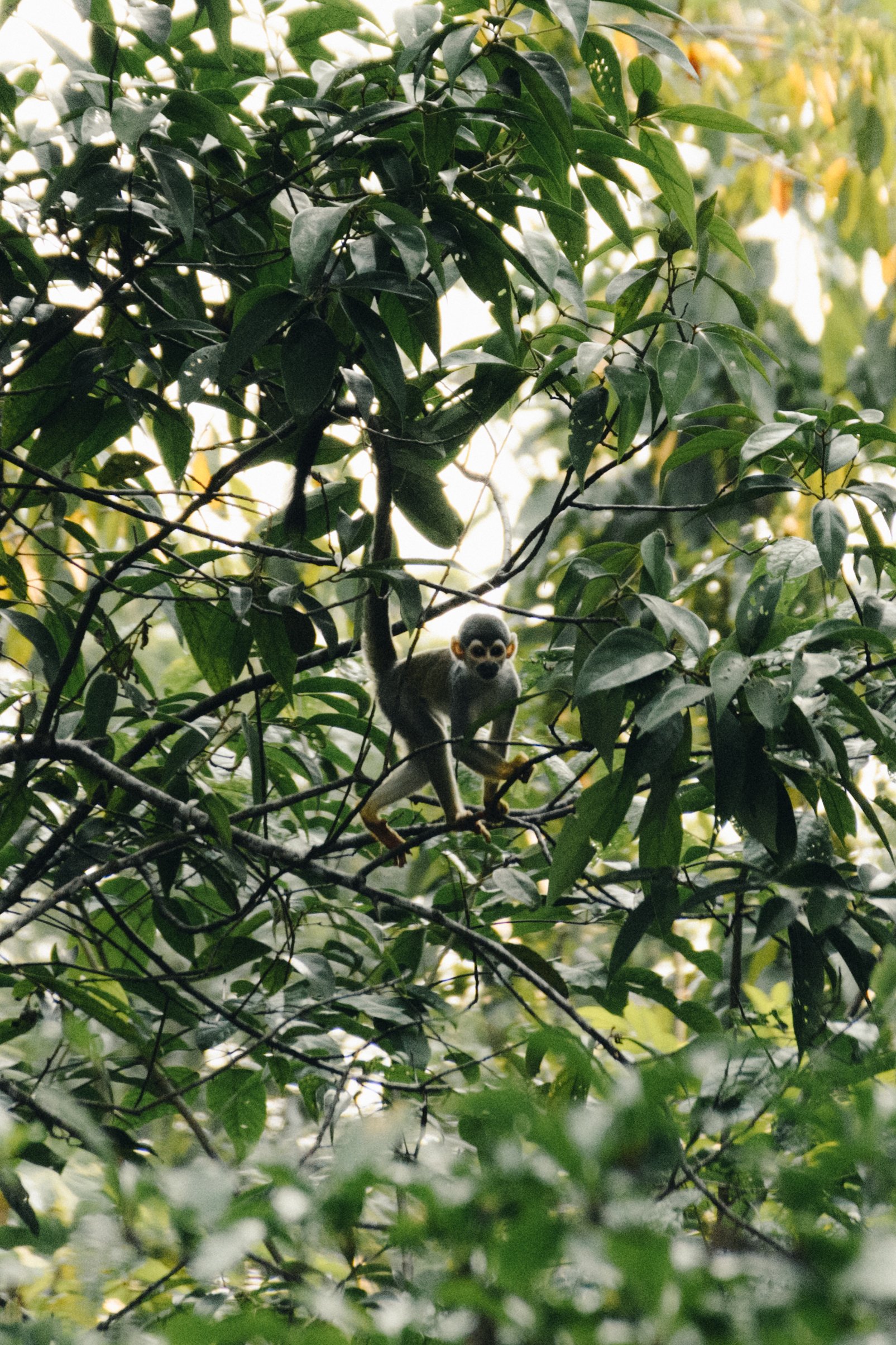 Amazônia_Macacos-9.jpg