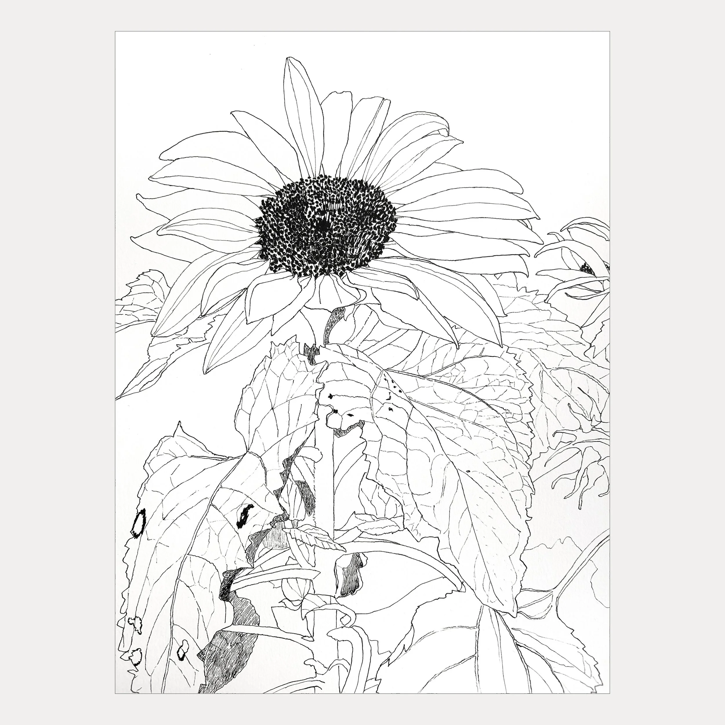 Sunflower_2.jpg