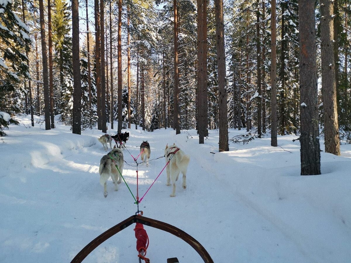 Souvenirs de Laponie su&eacute;doise
.
.
.
.
.
.
#Norway #Norv&egrave;ge #Nature #Paysage #Landcape #Voyage #Travel #Wanderlust #Beautifuldestination #Scandinavie #Norge #Bestofnorway #suede #sweden #bestofsweden #ontheroad #inspiration #dog  #montag