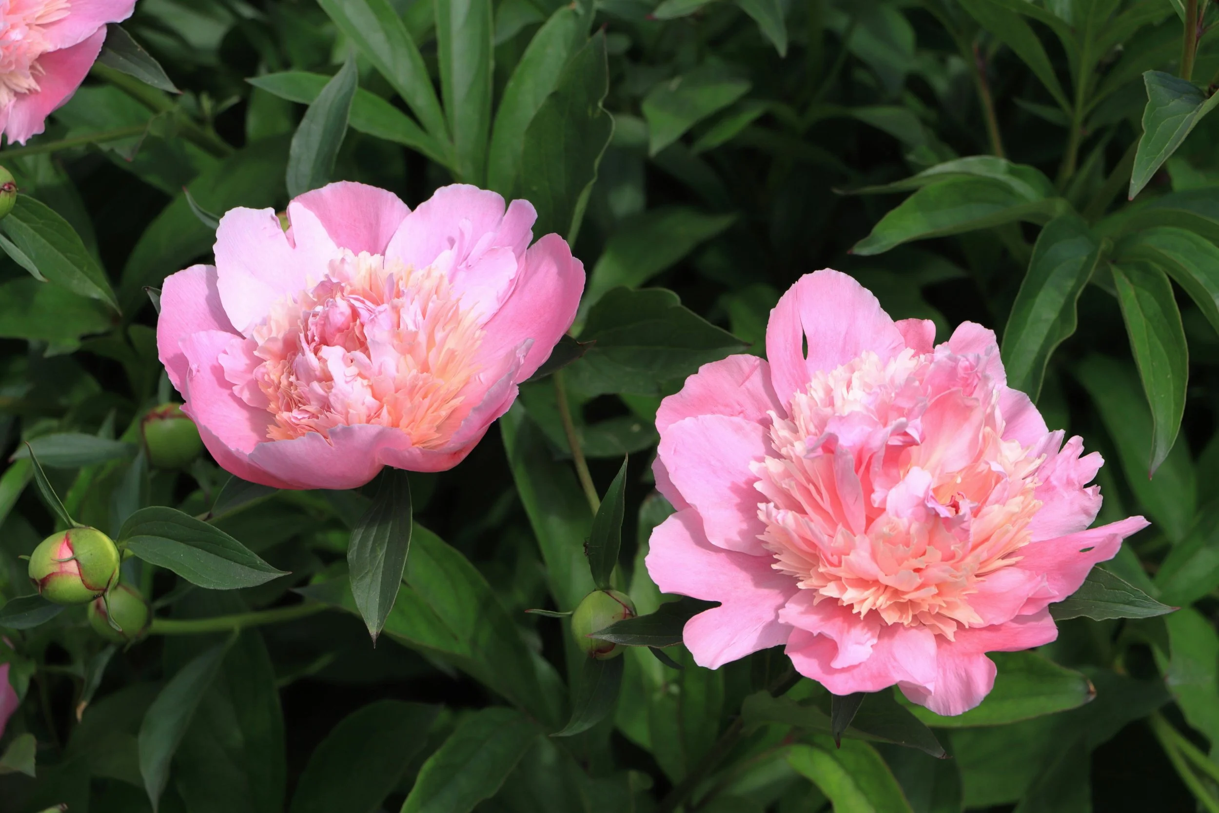 Barrhaven Garden Club: Peonies - The Queen of Flowers