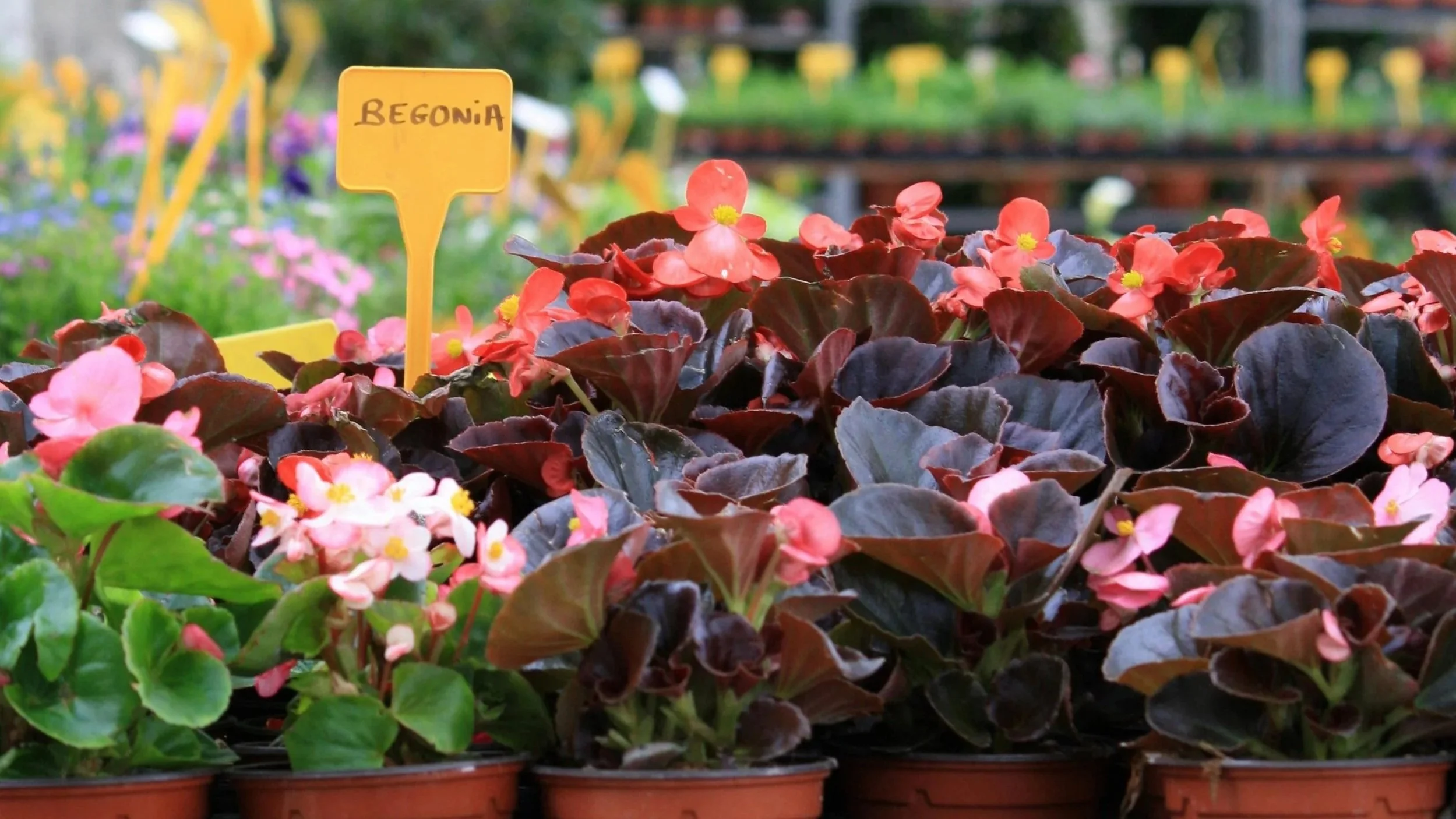 Barrhaven Garden Club: Annual plant sale