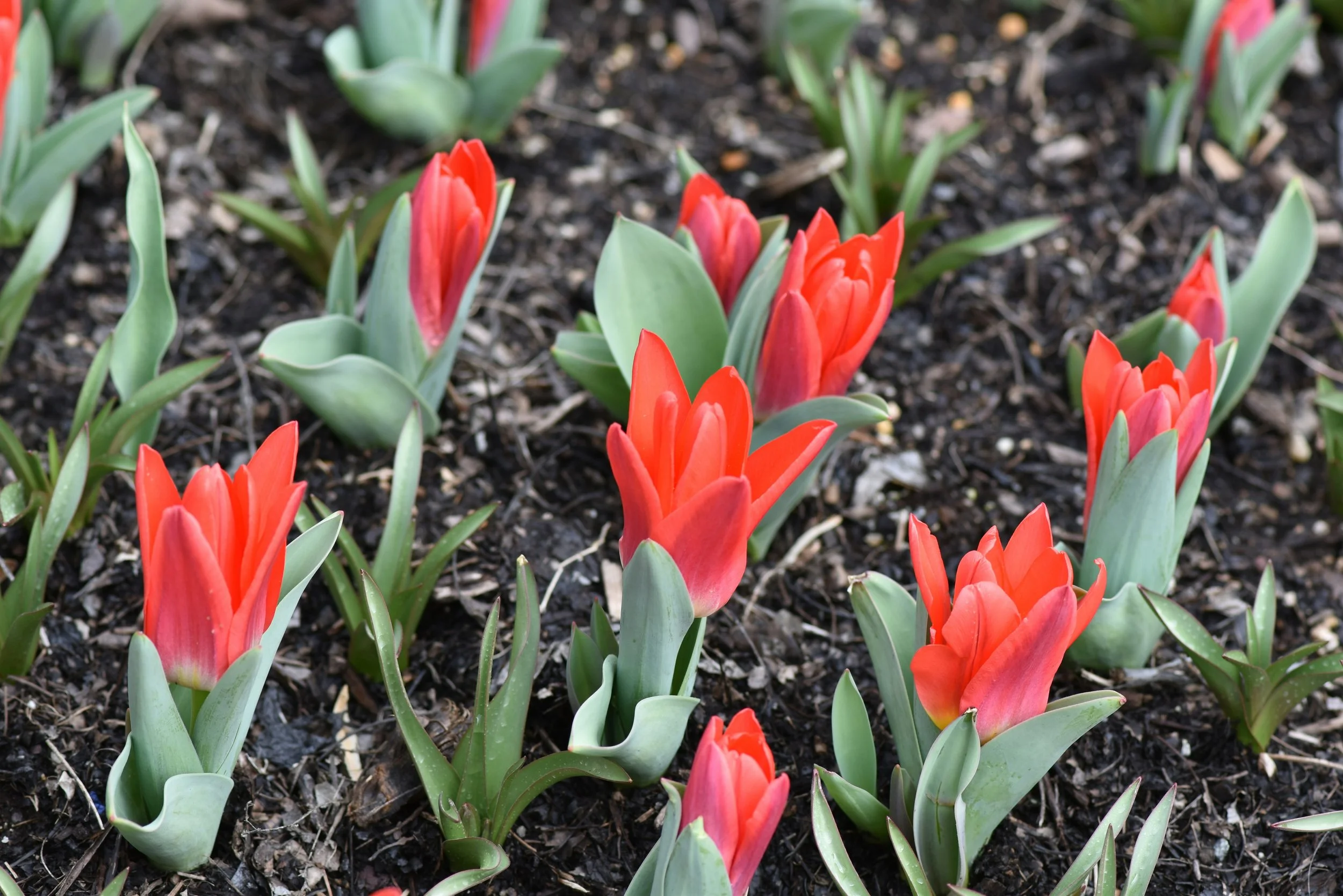90 days of flowering bulbs