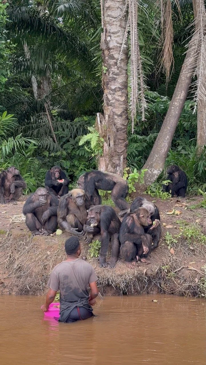 maxandhailey_travel_congo-point-noire-chimpanzee-kouilu-river - 5.jpeg