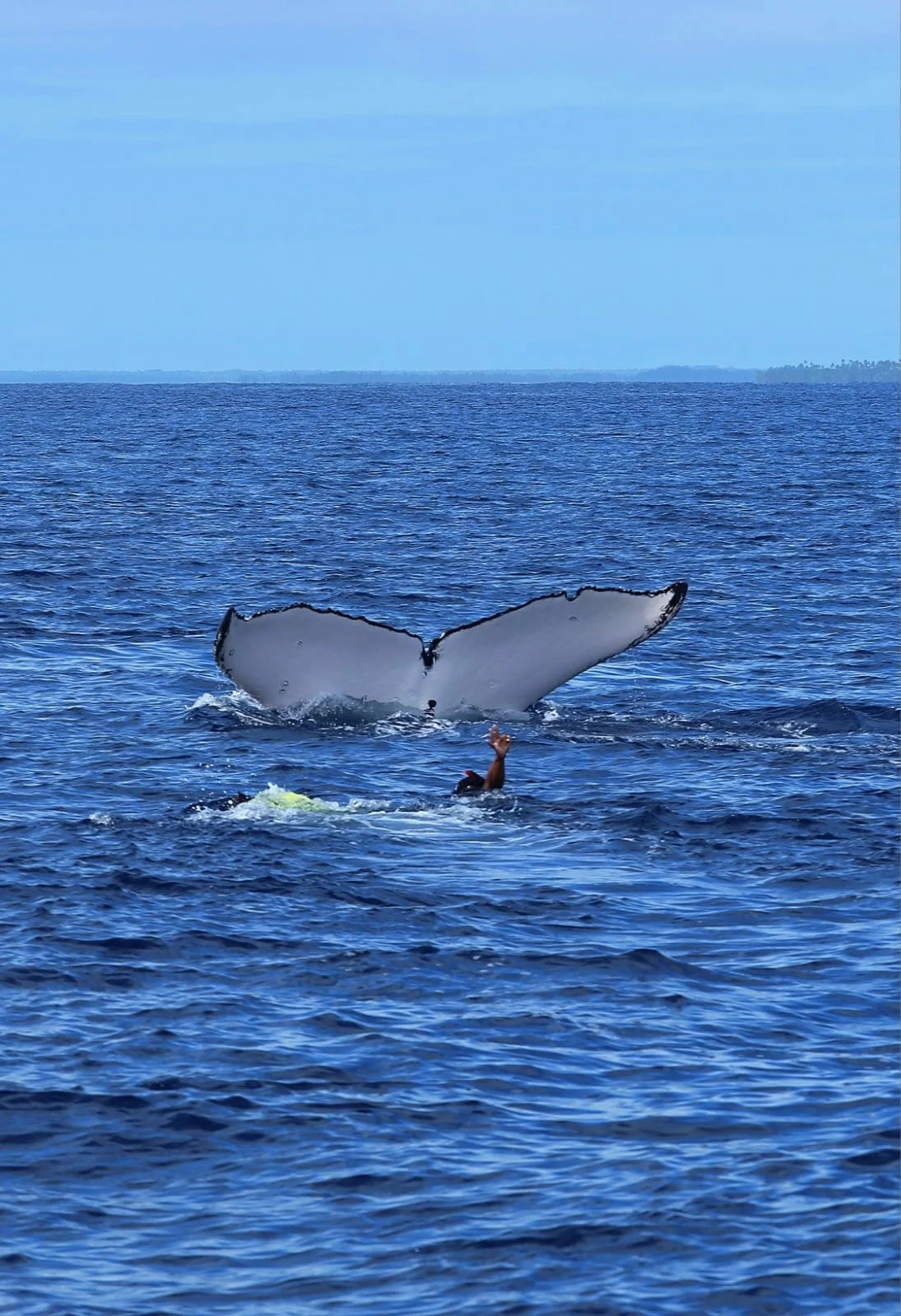 maxandhailey_travel_tonga-humpback-whale-swimming - 17.jpeg