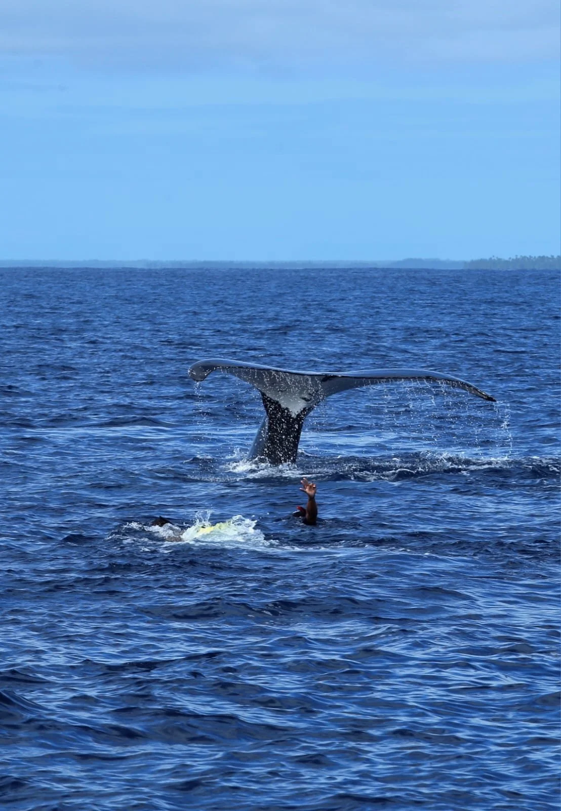maxandhailey_travel_tonga-humpback-whale-swimming - 18.jpeg