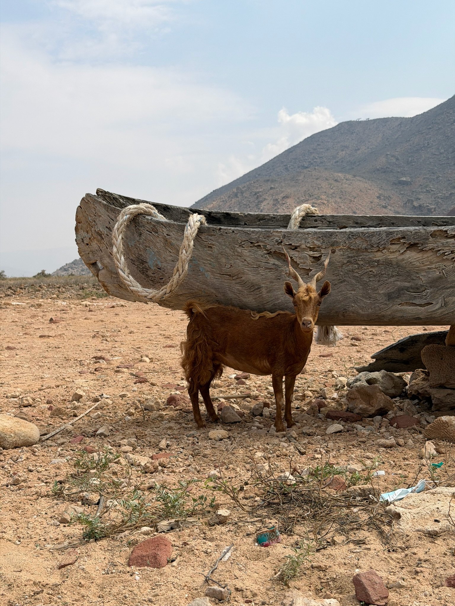 maxandhailey-travel_Yemen-socotra-Island - 3.jpeg
