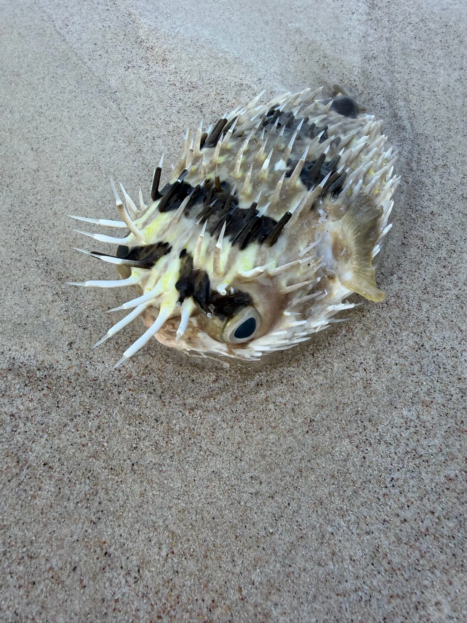 maxandhailey-travel_Yemen-socotra-Island - 20.jpeg